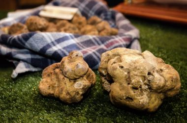 Alba white truffles at the Fiera del Tartufo  clipart