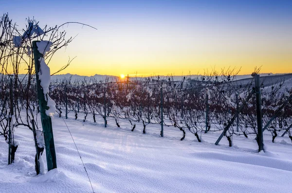 Kış günbatımı üzerinde Barolo (Langhe, Piedmont, Ita üzüm bağları