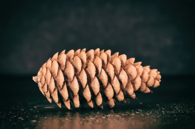 Çam koni portre siyah masada 