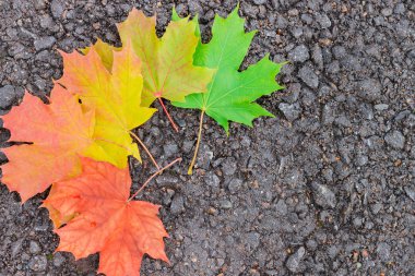 Kırmızı, yeşil, sarı, turuncu akçaağaç beton zemin üzerinde bırakır..