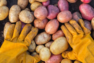 Taze patates hasat ile sarı eldiven eller genç kadın