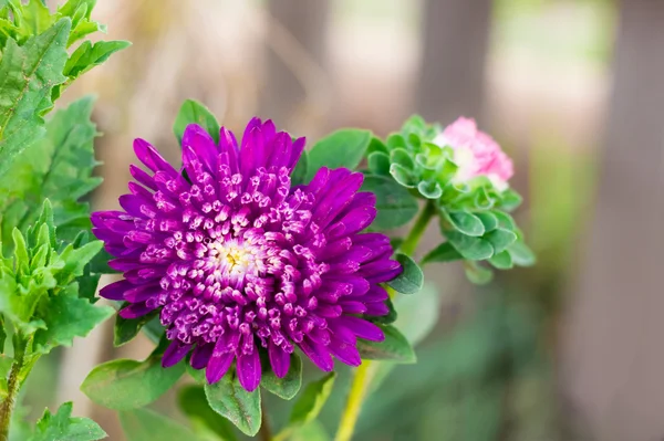 唯一的紫红色的花在绿色背景 — 图库照片