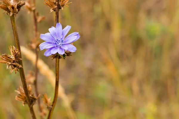 Beautiful chicory flower in autumn Stock Picture