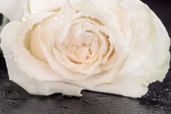 White rose in drops of water on the grungy wooden table Royalty Free Stock Images