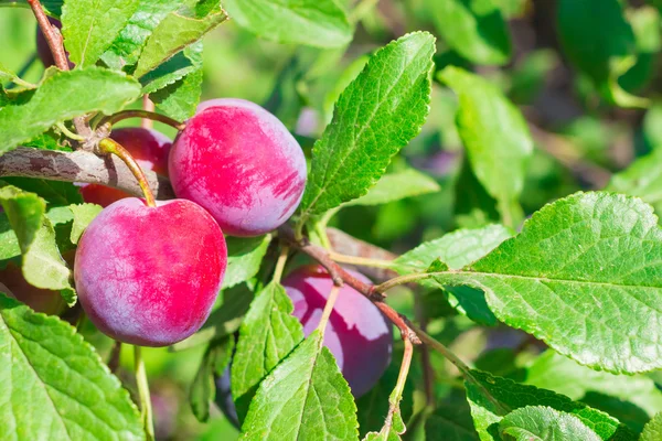 Plum tree with juicy fruits Stock Picture