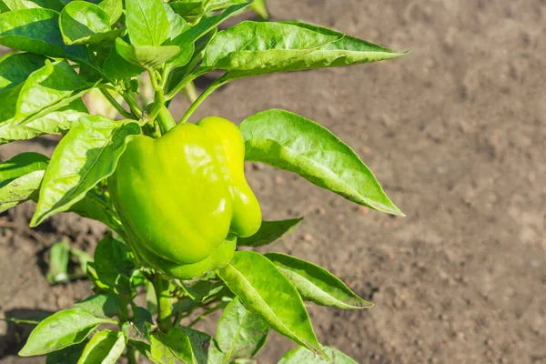 Amazing green pepper in garden Stock Image