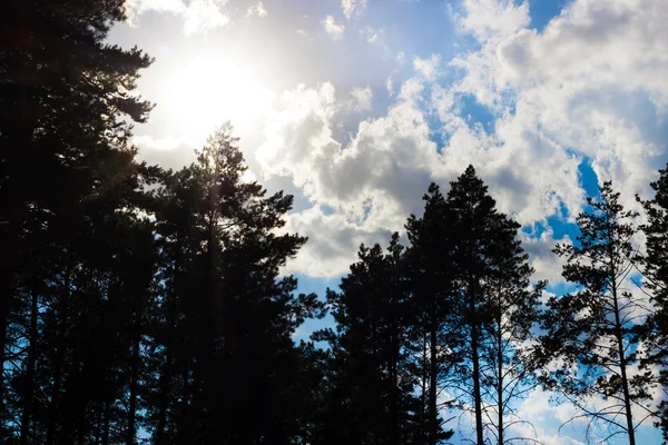 パイン フォレスト ツリー シルエットの驚くべき雲と太陽と青い空を背景 ロイヤリティフリーのストック写真