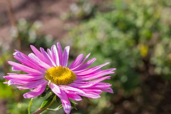 Beautiful violet aster flower in garden. Place for text Stock Image