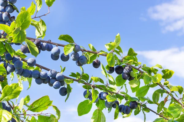 Plum tree with juicy fruits on blue sky background Stock Photo