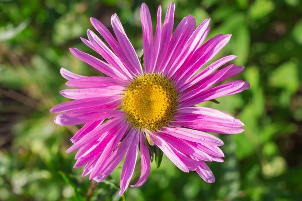 Single aster violet flower on green background Royalty Free Stock Photos