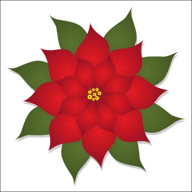 beyaz arka plan üzerinde renk simgesi kırmızı Noel çiçeği. 