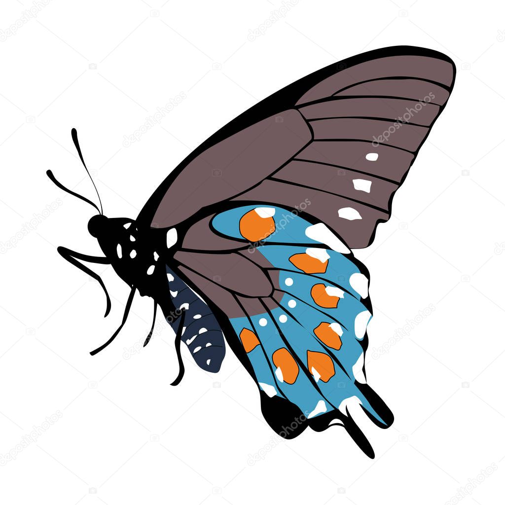 Color icon gray beautiful blue butterfly on a white background. pattern to decorate the scrapbook album page. vector illustration