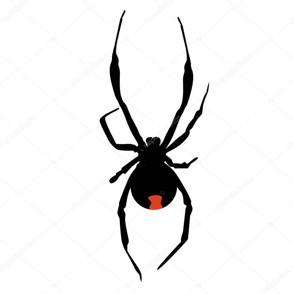 Icon silhouette of a poisonous black widow spider. template vector illustration