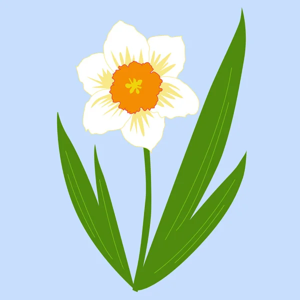 Blomma påsklilja med blad på en blå bakgrund. Vector illustr — Stock vektor