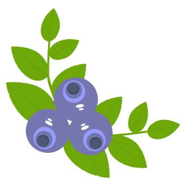 simge berry yaban mersini ile beyaz bir arka plan yapraklarda renk. 