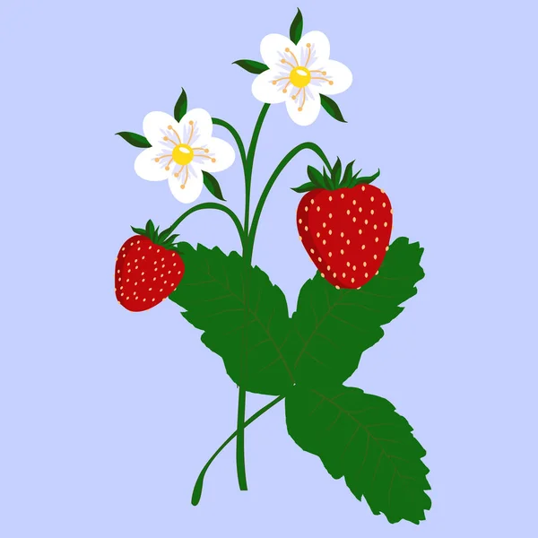 Färgade ikonen gren av jordgubbar med blommor och blad på en — Stock vektor