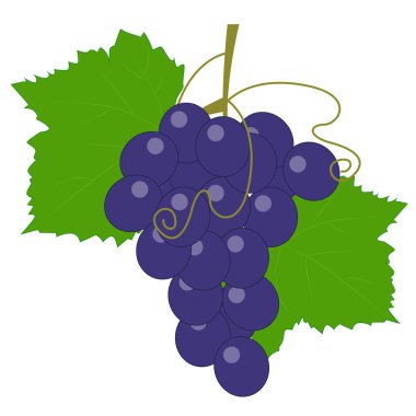 renkli simge bir avuç üzüm yaprakları ve asma. Şablon fo