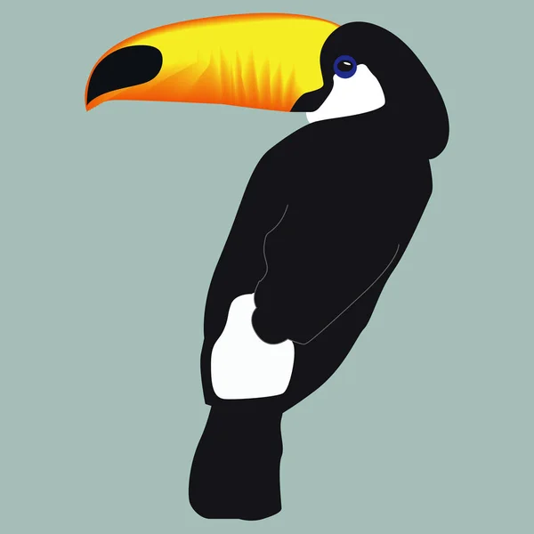 Hermoso pájaro tucán sobre un fondo azul. ilustración vectorial — Vector de stock
