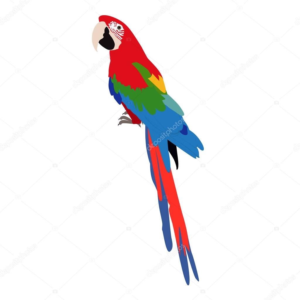 Icon beautiful multi-colored macaw parrot on a white background. vector illustration