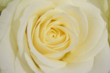 Yumuşak pastel renklerde yumuşak bir krem tomurcuğu. Romantik makro arka plan, zarif ve hoş çiçek kafası düğün kartları için, aşk.