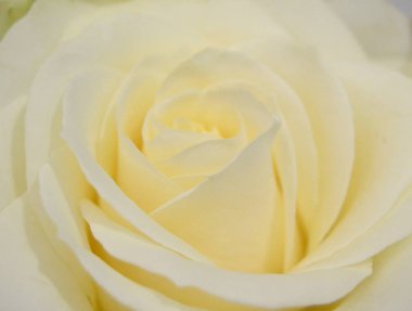 Yumuşak pastel renklerde yumuşak bir krem tomurcuğu. Romantik makro arka plan, zarif ve hoş çiçek kafası düğün kartları için, aşk.