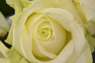 Yumuşak pastel renklerde yumuşak bir krem tomurcuğu. Romantik makro arka plan, zarif ve hoş çiçek kafası düğün kartları için, aşk.