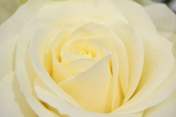 Bud Gentle Light Cream Rose Close Soft Pastel Colors Romantic — Stock Photo, Image