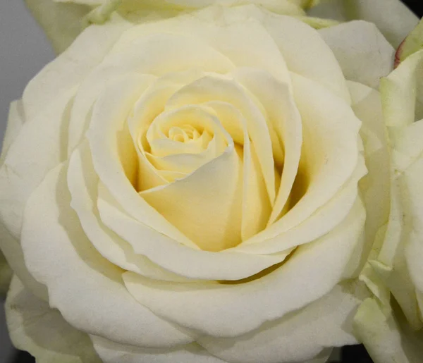 Bud Gentle Light Cream Rose Close Soft Pastel Colors Romantic — Stock Photo, Image