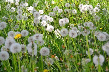 Bir tarla dolusu karahindiba tohuma gitti.