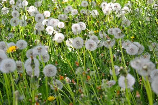 Field Dandelions Gone Seed — Stock Photo, Image