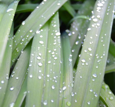 Çiyli taze çimenler kapanıyor.