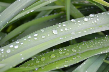 Çiyli taze çimenler kapanıyor.