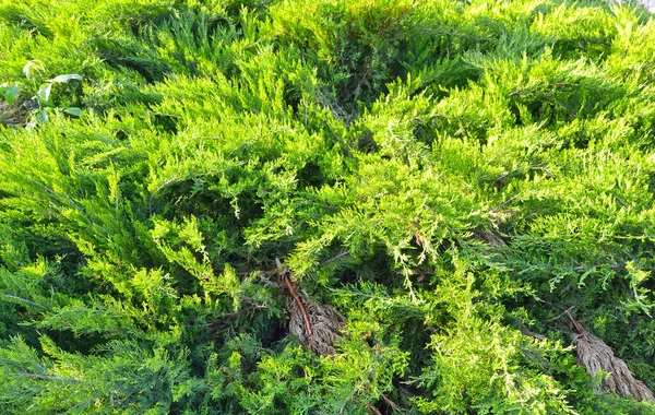 绿叶的树背 绿刺五加八齿柱状纹理宏观 常绿针叶树 东方松 中国山楂 奥里近缘 — 图库照片