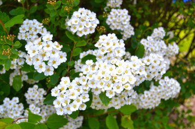 Symphoricarpos albus laevigatus - İlkbaharda yaygın olarak görülen kar çileği çiçeği