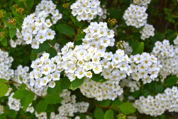 Symphoricarpos Albus Laevigatus Поширена Квітка Сніжної Ягоди Навесні — стокове фото