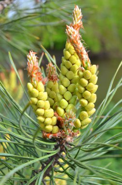 Small young cones looks like amazing flowers on pine tree branches, closeup. Growing beautiful pine cones among pine needles. Trees on wild nature, pines life cycle morphology.