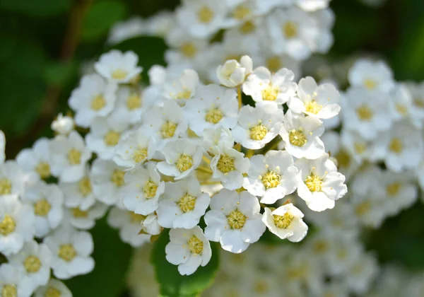 Symphoricarpos Albus Laevigatus Közönséges Hóbogyó Virág Tavasszal — Stock Fotó