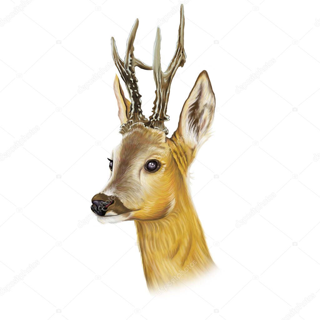 Deer head on a white background - stock image