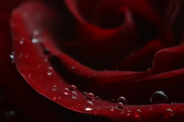Macro Image Rose Rouge Foncé Avec Des Gouttelettes Eau Gros — Photo