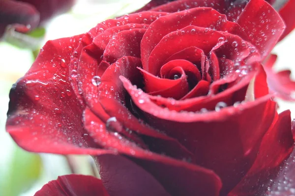 Макроизображение Темно Красной Розы Капельками Воды Мбаппе Крупным Планом Низким — стоковое фото