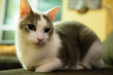 Öğleden sonra dinlendirici sütlü