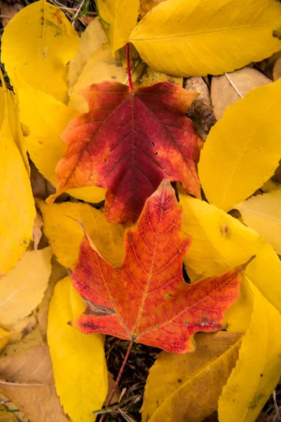 Leaves in the Fall — Stock Photo, Image