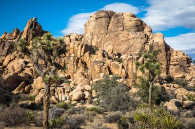 Joshua ağaç manzaralı