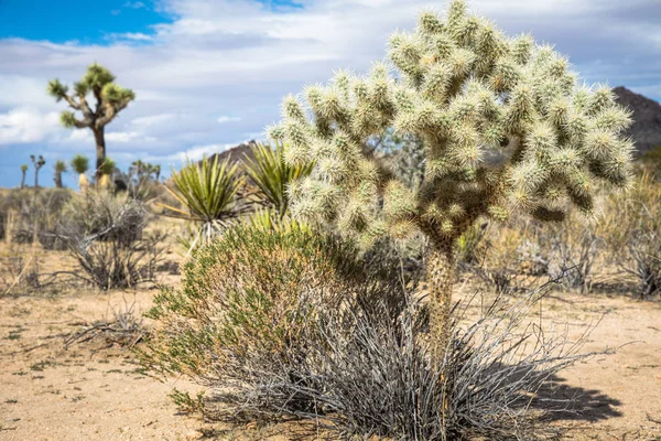 Joshua Tree vista da paisagem — Fotografia de Stock