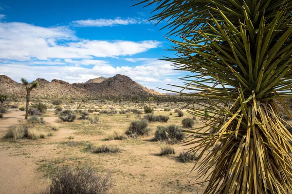 Joshua tree öknen — Stockfoto