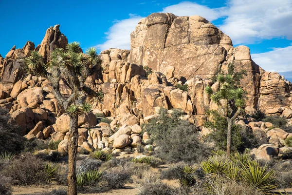 Joshua Tree vista da paisagem — Fotografia de Stock