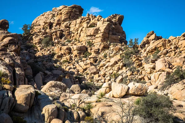 Joshua Tree Paisagem — Fotografia de Stock