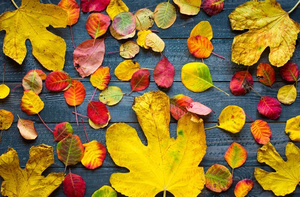 Hojas coloridas de otoño, sobre un fondo de madera — Foto de Stock