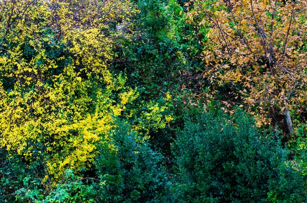 Цветок осенних листьев Стоковое Изображение