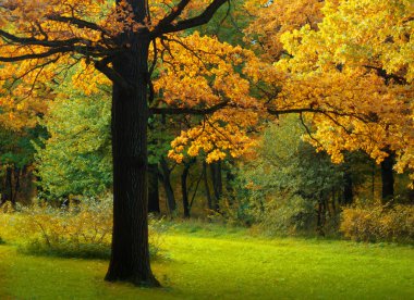 sonbahar Park.autumn.autumn tree.yellow yeşillik